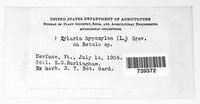 Xylaria hypoxylon image